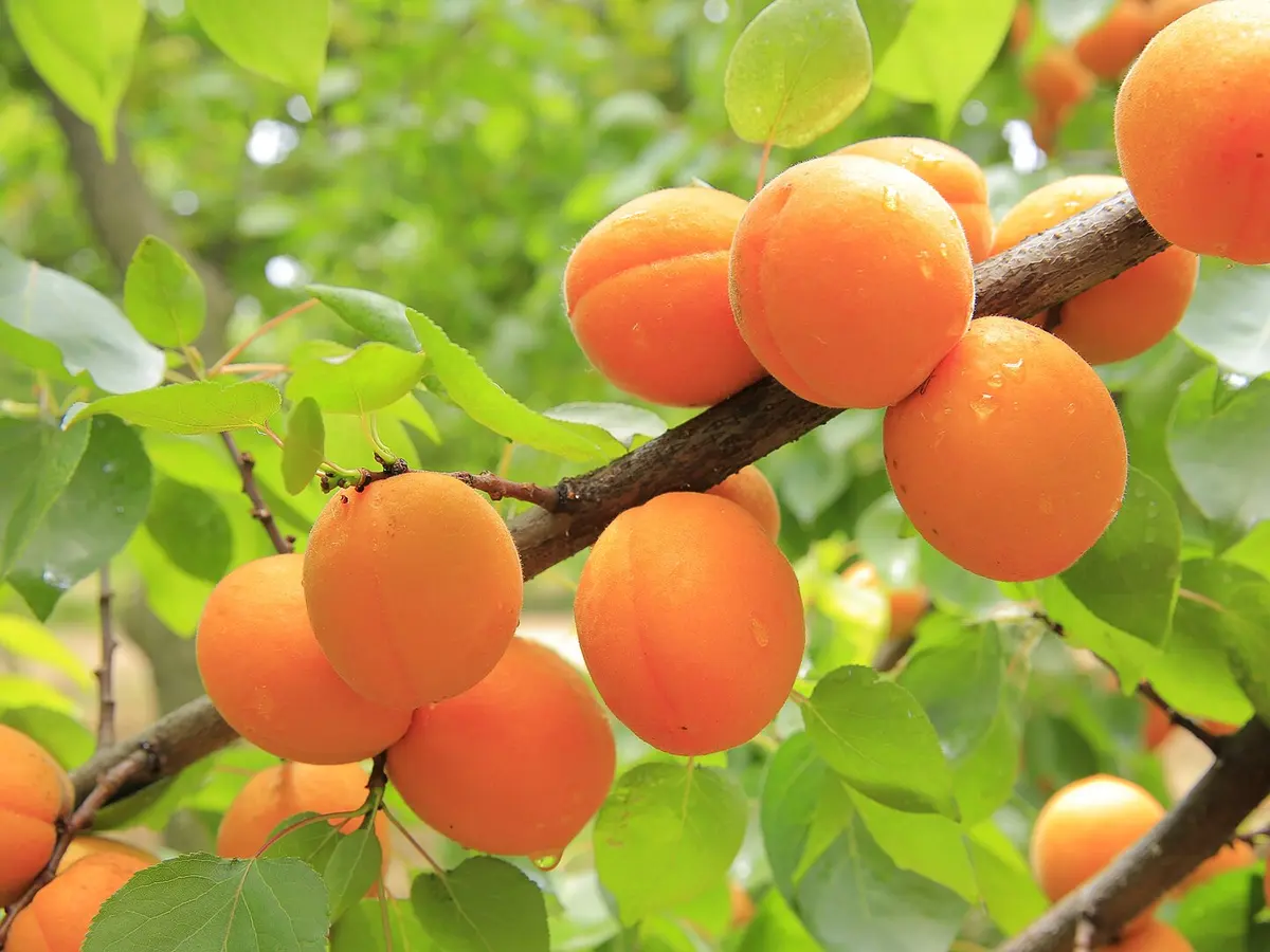 Apricots