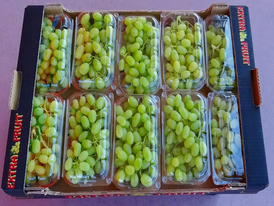 Table Grapes