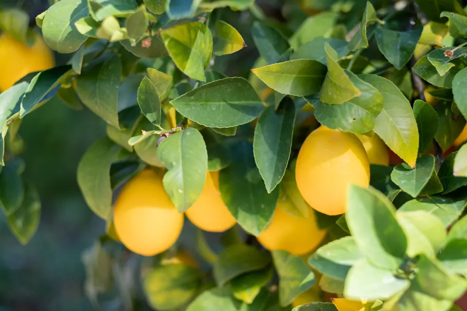 Lemons