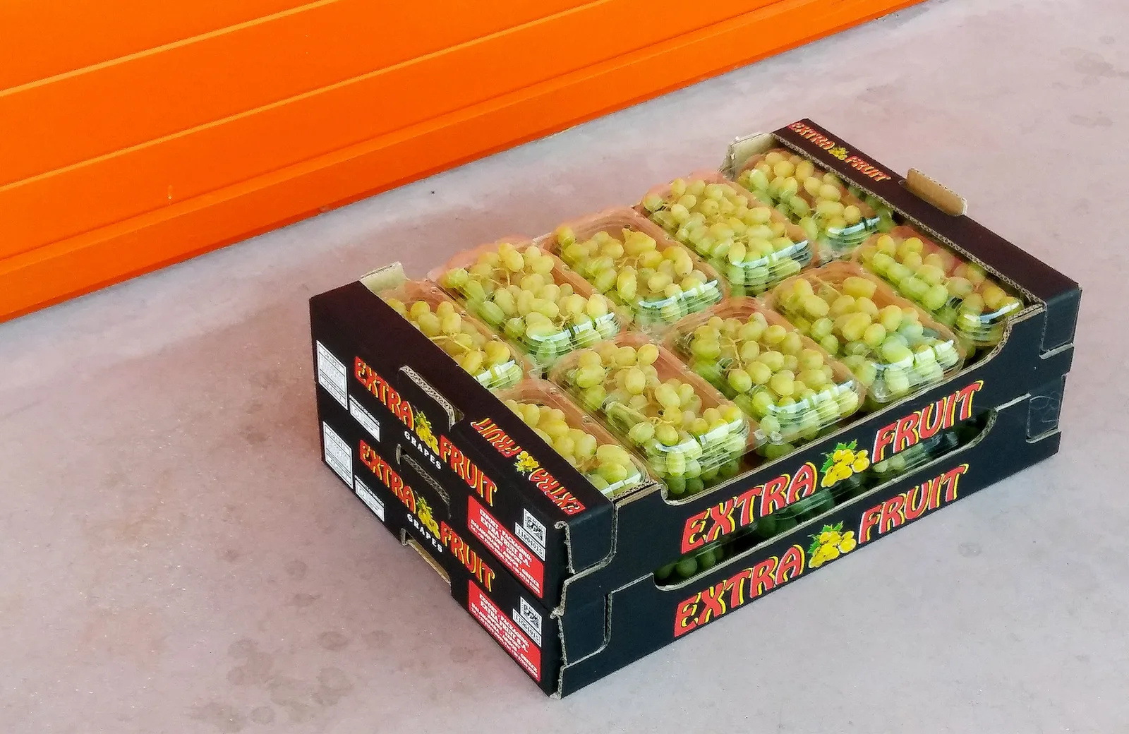 Table grapes ready for cold-chain dispatch