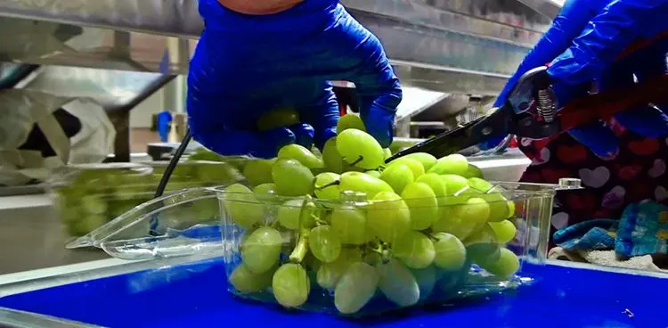 Table grapes being trimmed and packed into punnets by hand