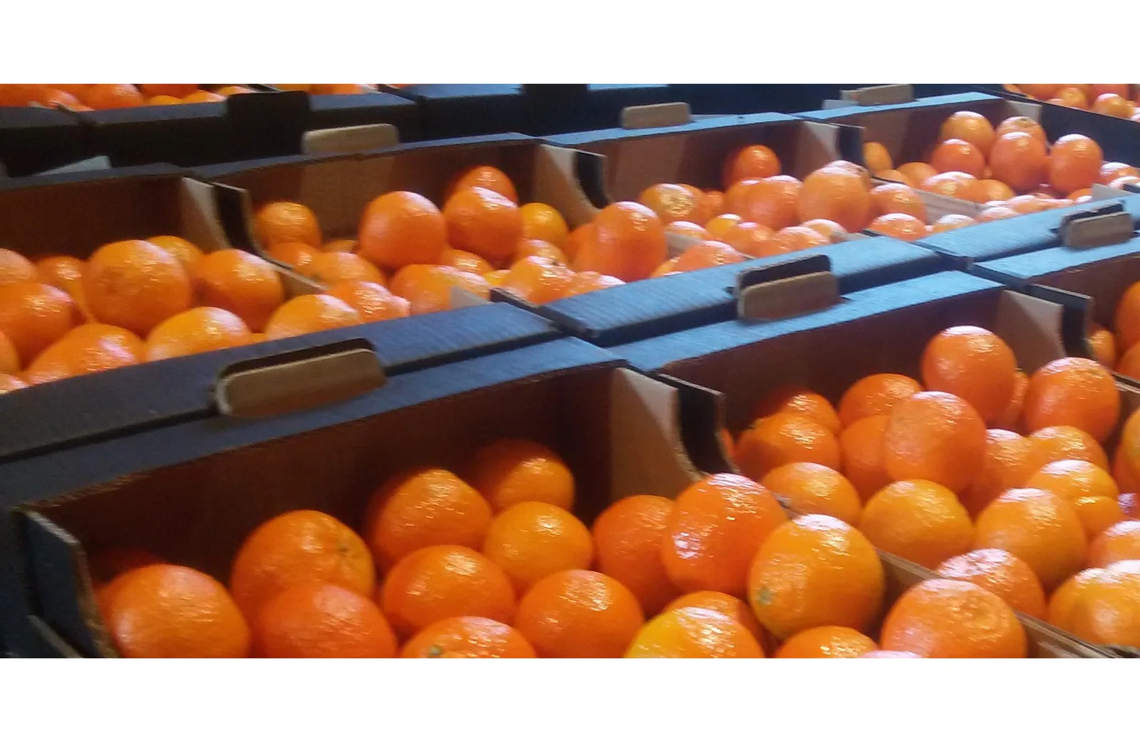 Hand-picked oranges from our trees