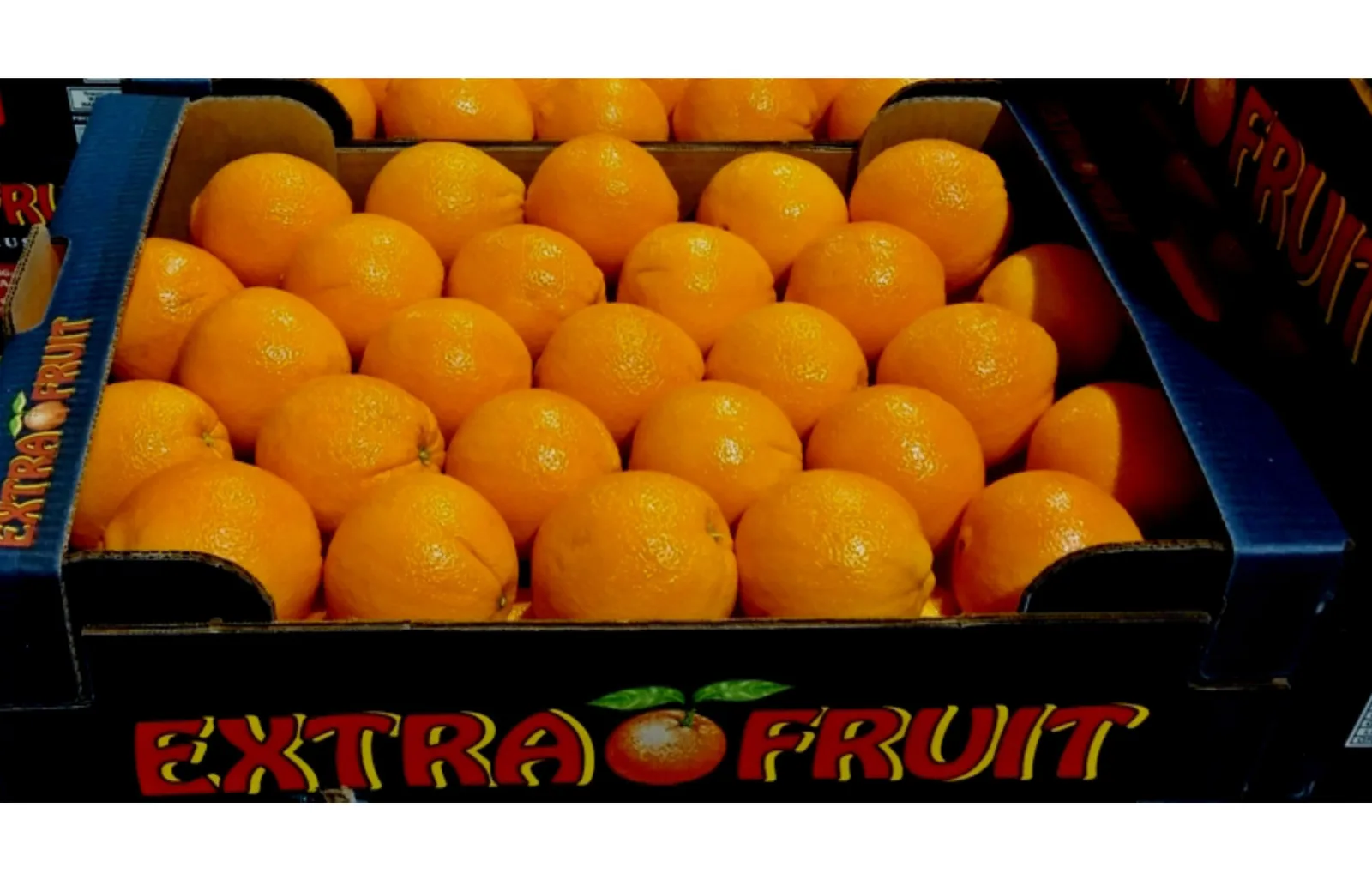 Hand-picked oranges from our trees