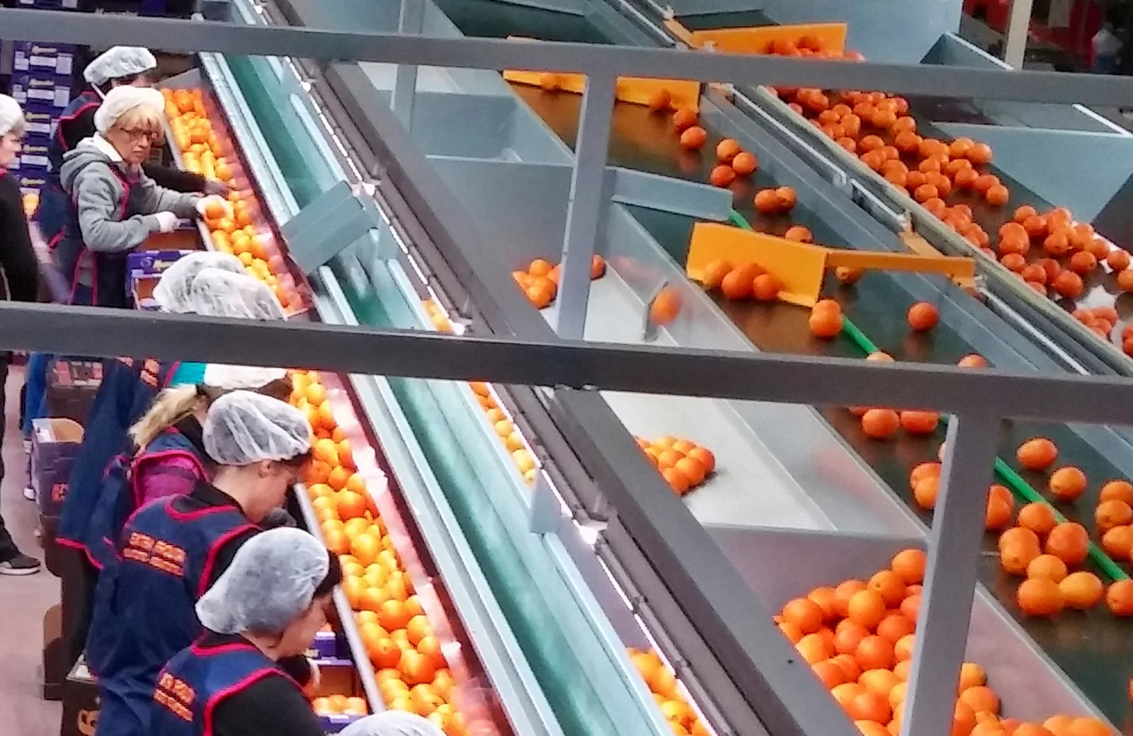 Inside our packing house — sorting and grading lines