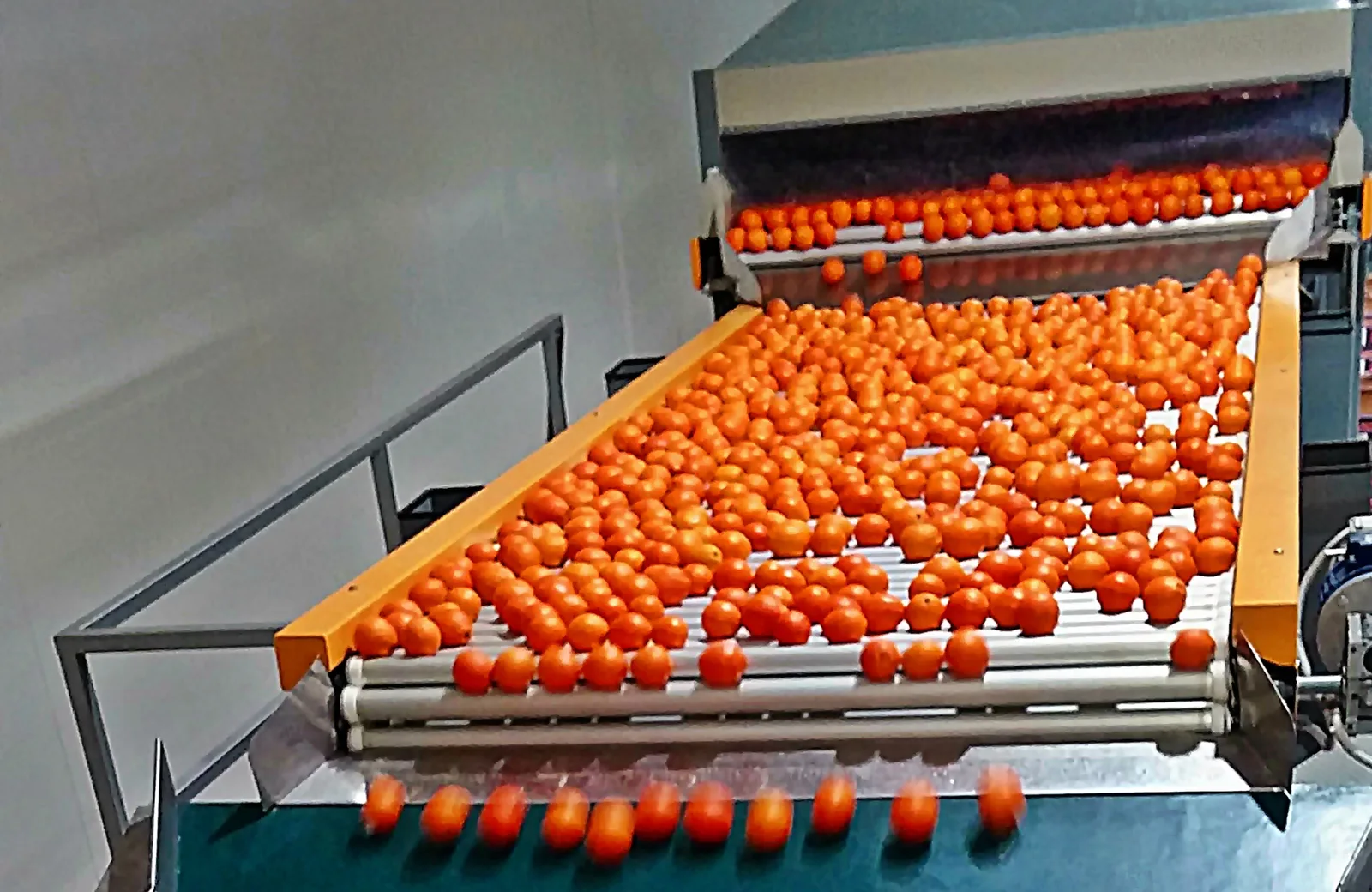 Inside our packing house — sorting and grading lines