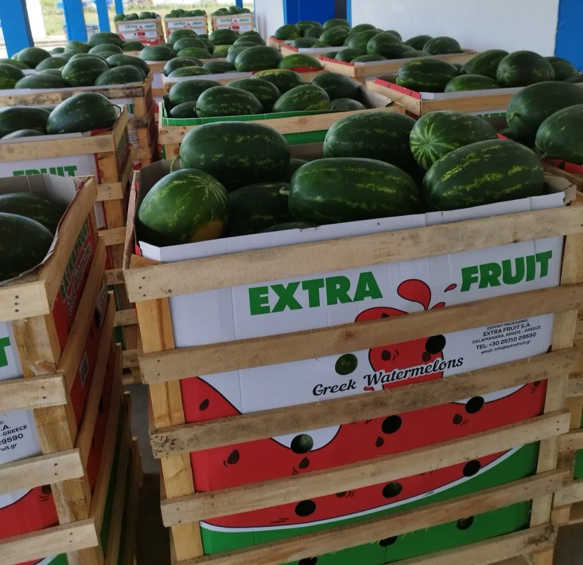 Rows of Extra Fruit wooden crates of Greek watermelons in the packing house
